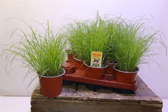 <h4>arr8 Cyper Alt Zumula</h4>