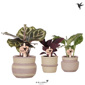 Kolibri Greens Calathea mix in Ethnic pot khaki mix