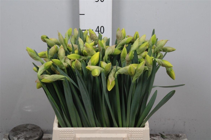 <h4>Narc Du Dick Wilden</h4>