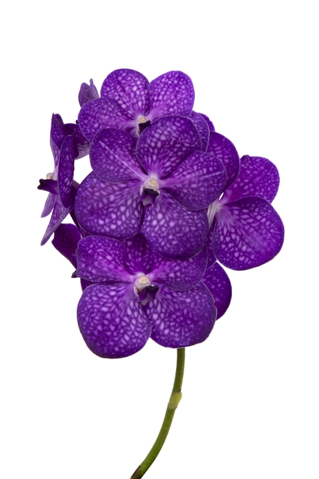 Vanda Bright Purple