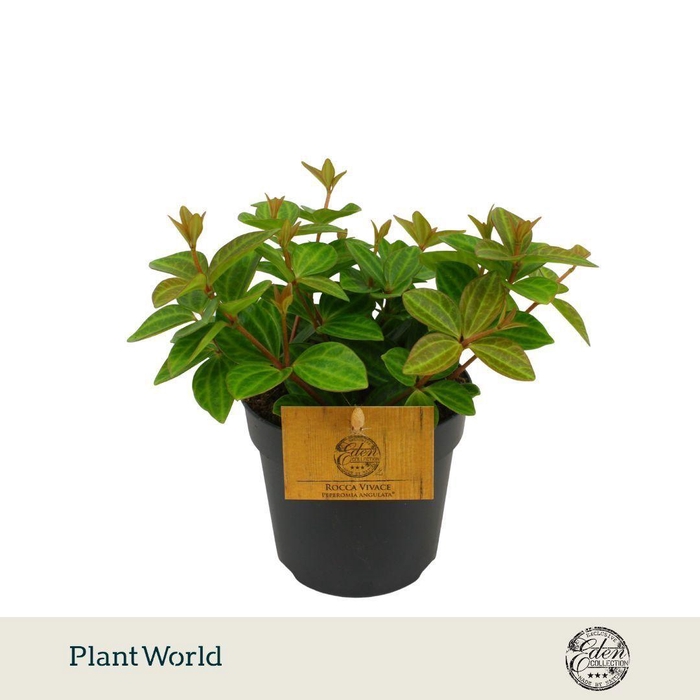<h4>Peperomia Ang. Rocca Vivace 10,5cm</h4>