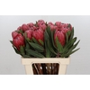 Protea Red Ice