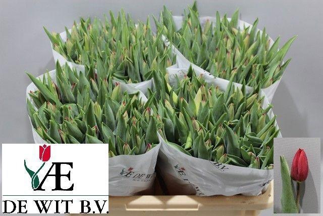 <h4>TU EN STRONG LOVE</h4>