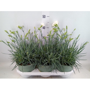 Dianthus   ...