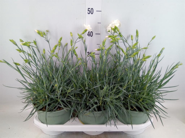 <h4>Dianthus   ...</h4>
