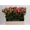 Paeonia Command Performance