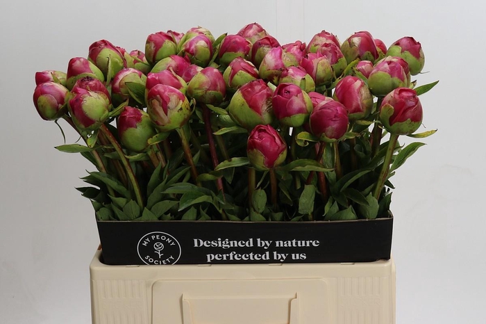 Paeonia Command Performance