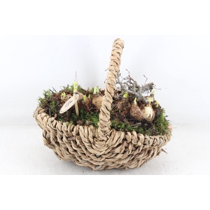 arr4 Narcis PL - Hengselmand x4