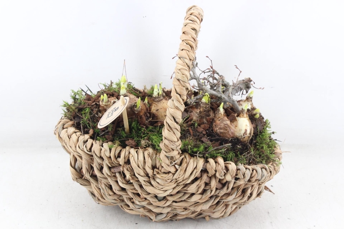 <h4>arr4 Narcis PL - Hengselmand x4</h4>