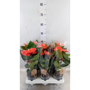 Anthurium andr. 'FC cinemato'