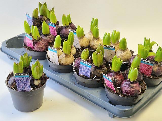 <h4>Hyacin Gem 3 Kl</h4>