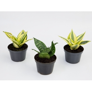 SANSEVIERIA VARIADO P11