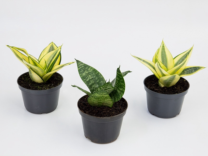 <h4>SANSEVIERIA VARIADO P11</h4>