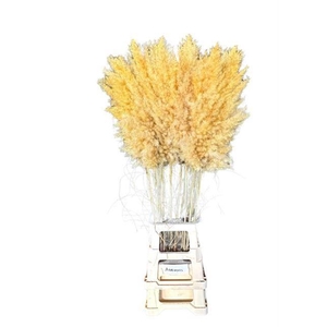 Cortaderia Apricot Super