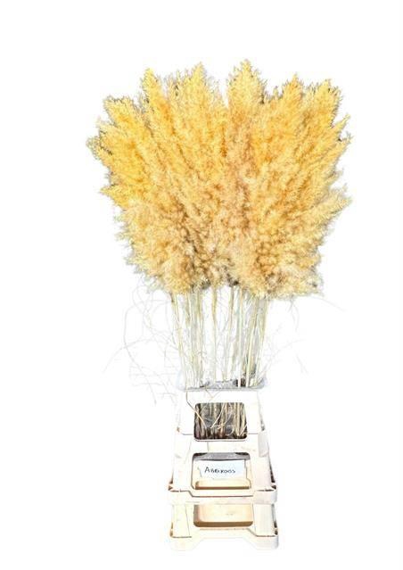 <h4>Cortaderia Apricot Super</h4>