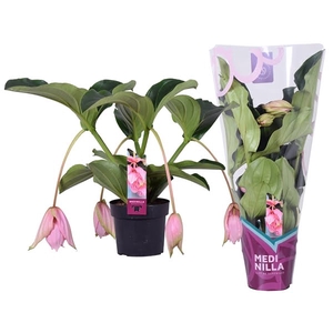 Medinilla Magnifica 2 etage 4 knop in exclusieve hoes