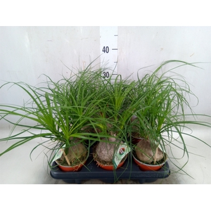 Beaucarnea recurvata
