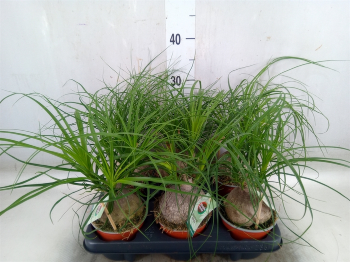 <h4>Beaucarnea recurvata</h4>