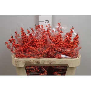 Ilex Ve Oudijks Orange