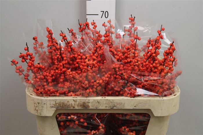 <h4>Ilex Ve Oudijks Orange</h4>