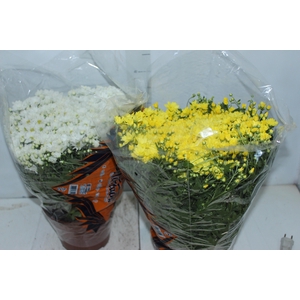 CRISANTEMO BOLA BELGA P20