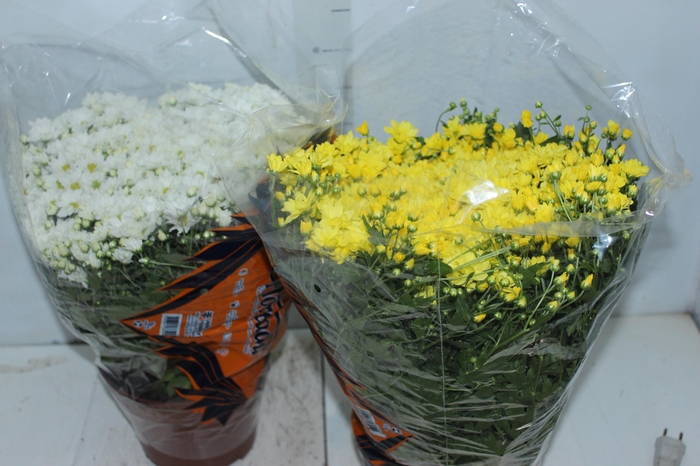 <h4>CRISANTEMO BOLA BELGA P20</h4>