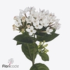 Bouvardia si blossom