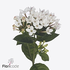 Bouvardia si blossom