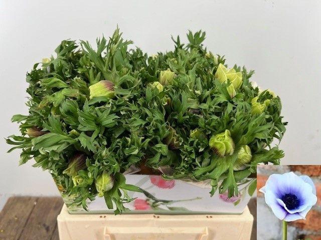 <h4>ANEM CO RB LILAC</h4>