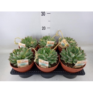 Echeveria   ...