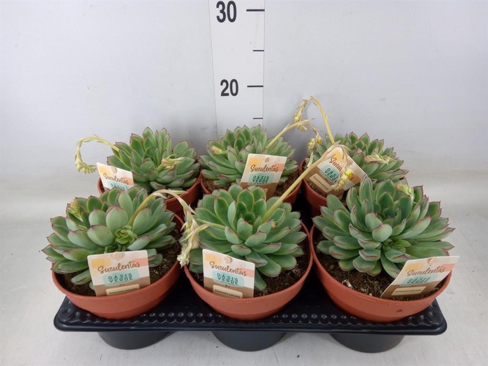 <h4>Echeveria   ...</h4>