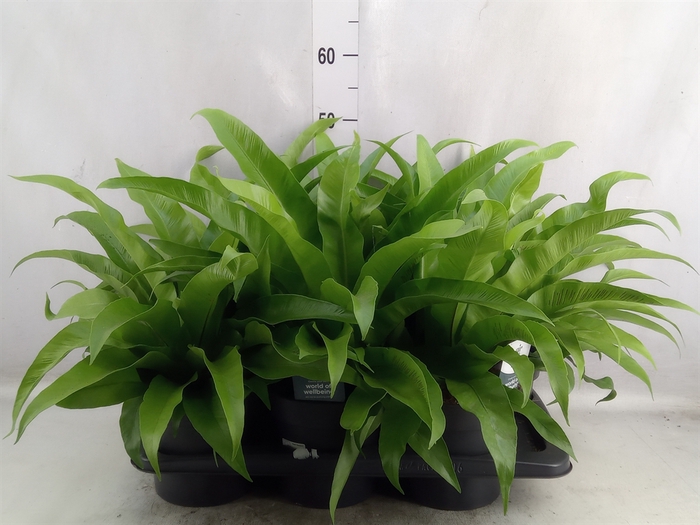 <h4>Asplenium antiquum</h4>