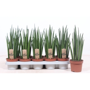 Sansevieria bacularis