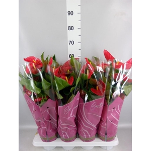 Anthurium andr. 'Casparo'