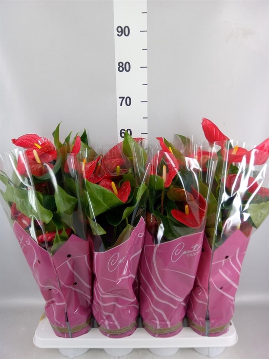 <h4>Anthurium andr. 'Casparo'</h4>