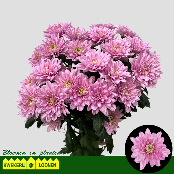 <h4>CHR T BALTICA PINK</h4>