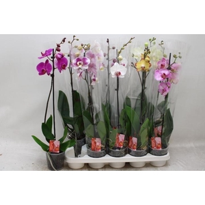 PHAL GEM