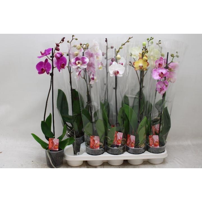 <h4>PHAL GEM</h4>