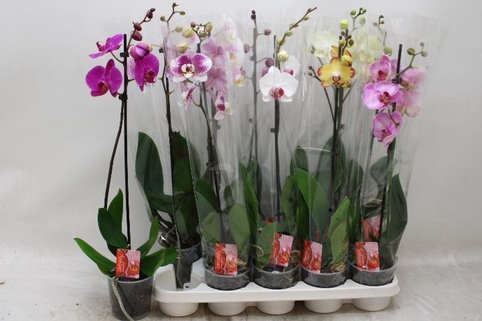 PHAL GEM
