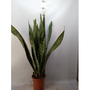 Sansevieria trifa.   ...