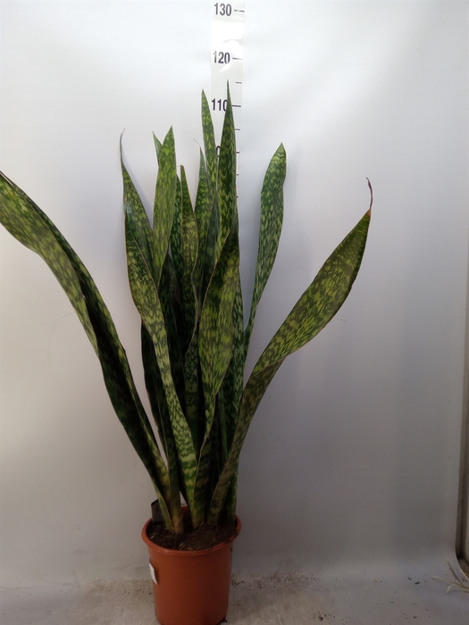 <h4>Sansevieria trifa.   ...</h4>