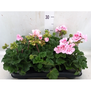 Pelargonium zona.   ...F1