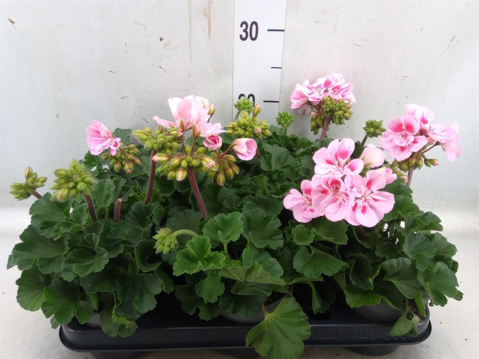 <h4>Pelargonium zona.   ...F1</h4>