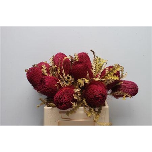 Banksia Speciosa Dried Azalea
