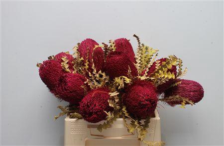 <h4>Banksia Speciosa Dried Azalea</h4>
