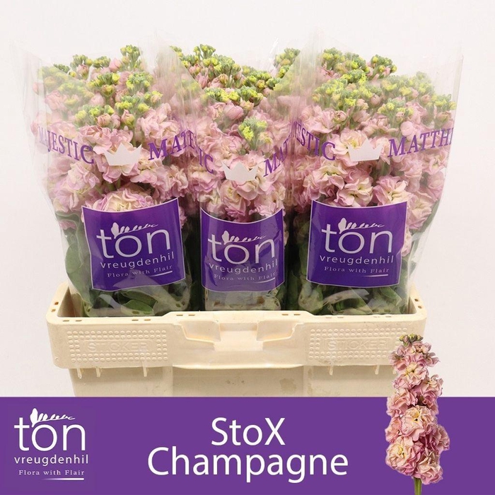 Matthiola incana StoX Champagne