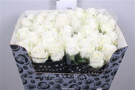 <h4>R Gr Noelia</h4>