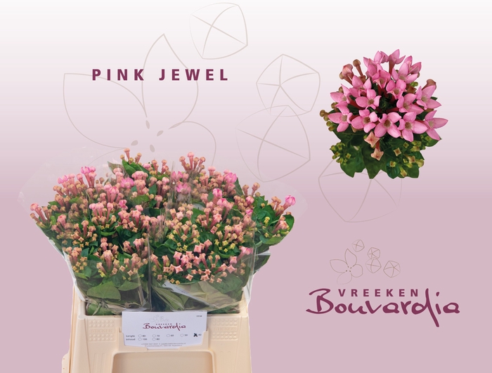 <h4>BOU EN PINK JEWEL</h4>