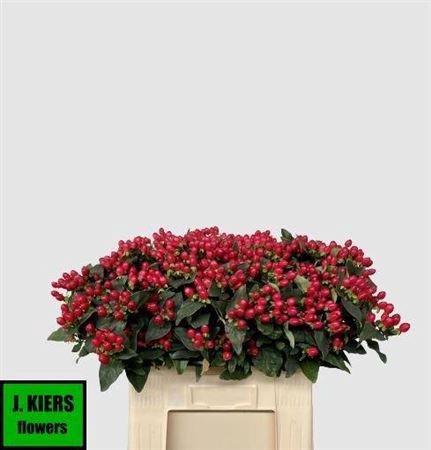 <h4>Hyp Mag Impression Vertakt</h4>