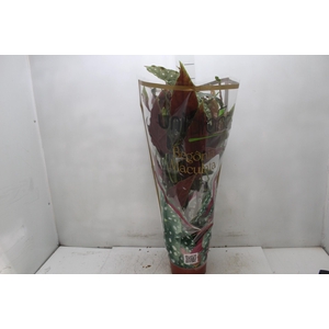 BEGONIA MACULATA P17 PO